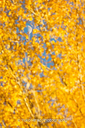 Moon in Autumn