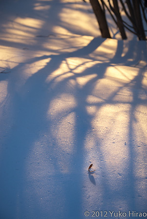 yukophoto_03_Lone leaf