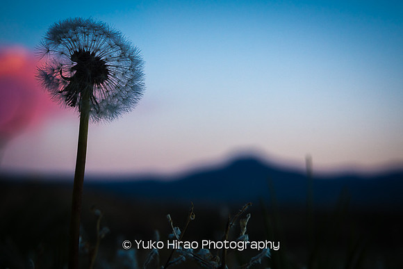 Dandelion and mountain
