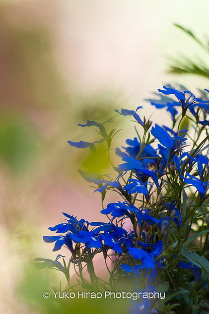 Strong blue