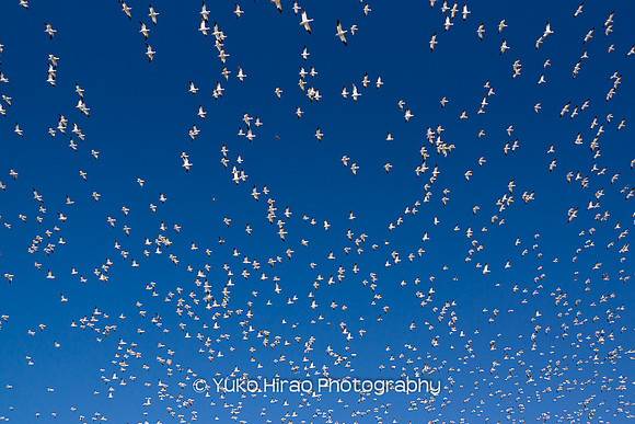 Snow geese in sky