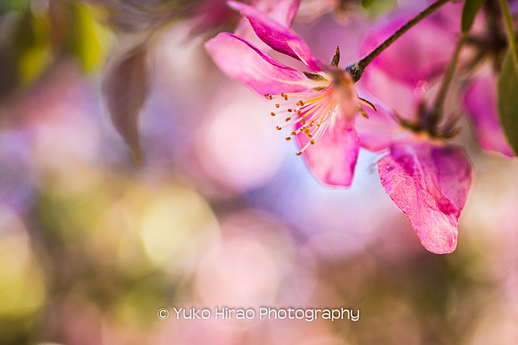 Raindrop on petal