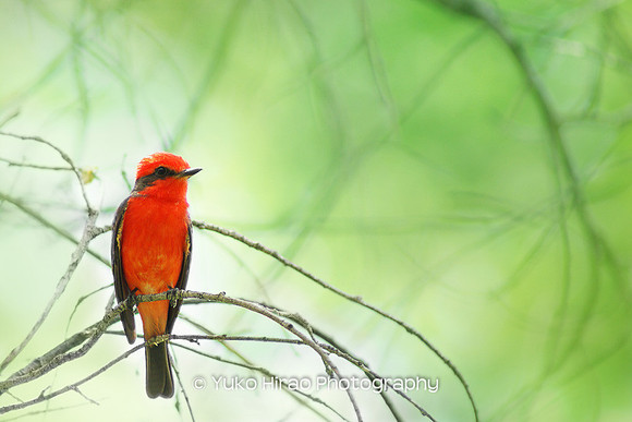 Vermilion Flycatcher