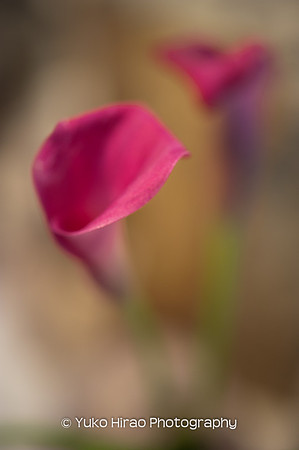 Gentle pink